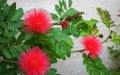 Calliandra haematocephala - arbuste exotique  fleurs rouge de plein soleil 2m